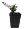 Cherry Blossom Serissa Tree - 2.5" Pot - House Plant, Fairy Garden Plant, Bonsai